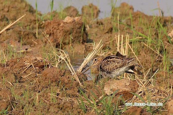 Spießbekassine - Copyright Stefan Pfützke