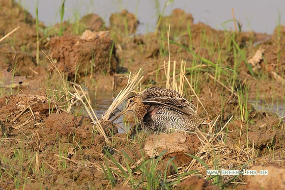Spießbekassine - Copyright Stefan Pfützke