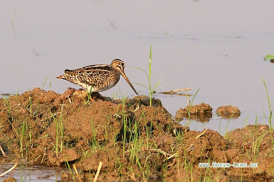 Spießbekassine - Copyright Stefan Pfützke