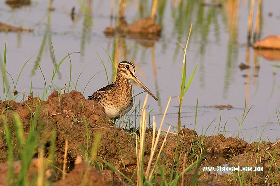 Spießbekassine - Copyright Stefan Pfützke