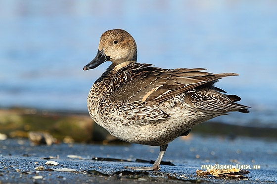 Spießente - Copyright Stefan Pfützke