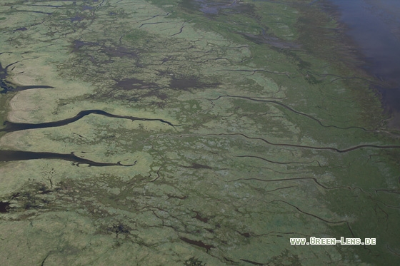 Salzwiese - Copyright Stefan Pfützke