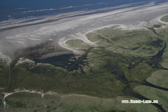 Salzwiese - Copyright Stefan Pfützke