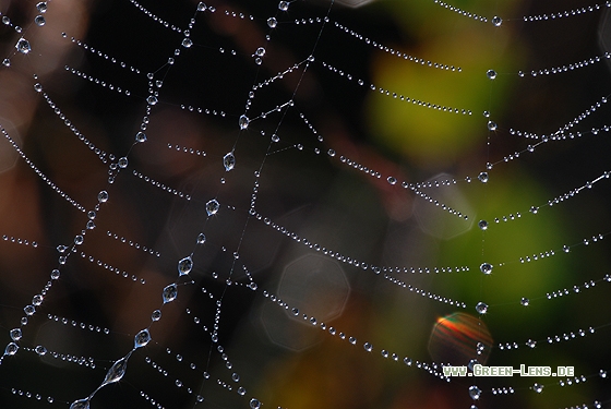 Spinnennetz - Copyright Christian Gelpke