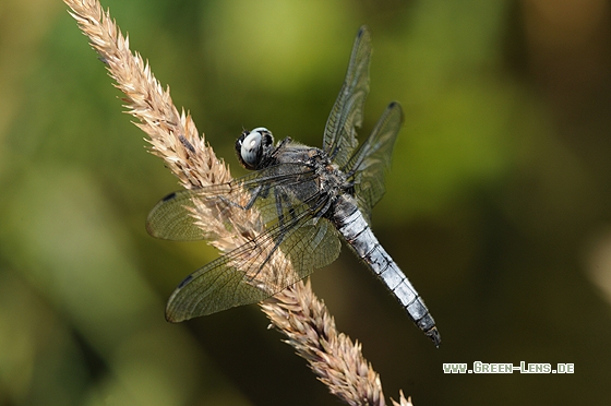 Spitzenfleck - Copyright Christian Gelpke