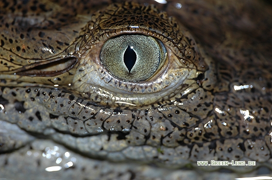 Spitzkrokodil - Copyright Christian Gelpke