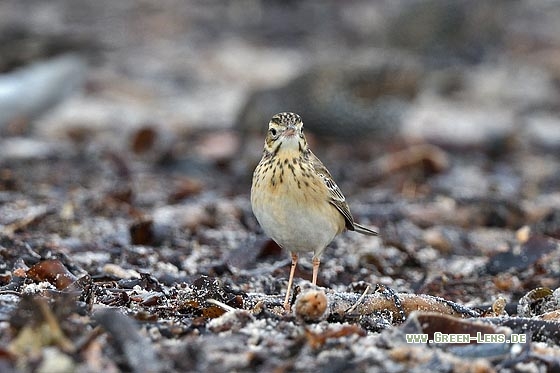 Spornpieper - Copyright Stefan Pfützke