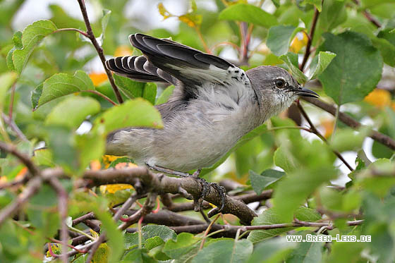 Gartenspottdrossel - Copyright 