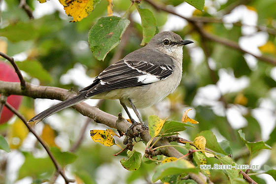 Gartenspottdrossel - Copyright 