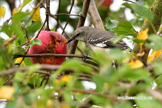 Gartenspottdrossel - Copyright 