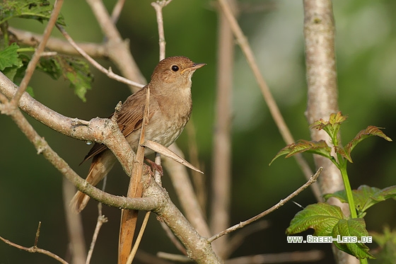 Sprosser - Copyright Stefan Pfützke