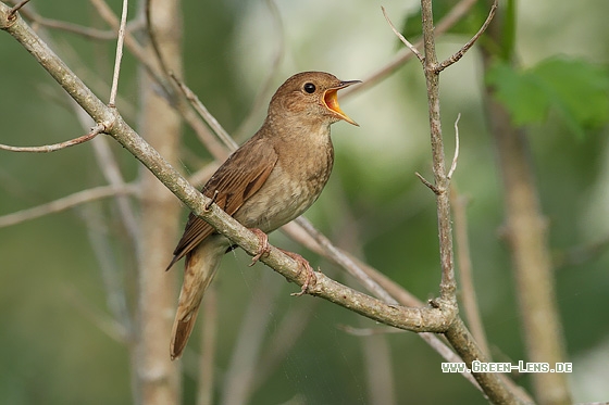 Sprosser - Copyright Stefan Pfützke