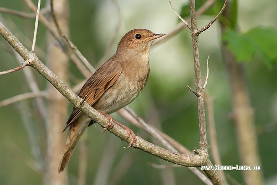 Sprosser - Copyright Stefan Pfützke