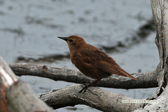 Star - Copyright Stefan Pfützke