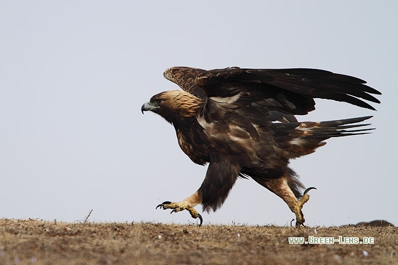 Steinadler - Copyright Stefan Pfützke