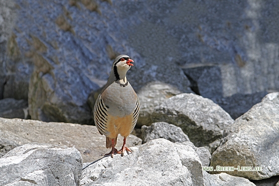Steinhuhn - Copyright Christoph Moning