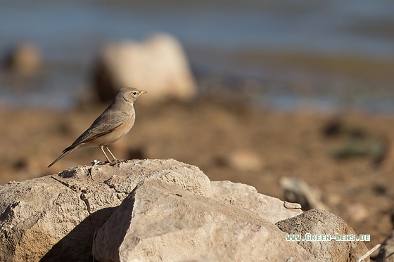 Steinlerche - Copyright Mathias Putze
