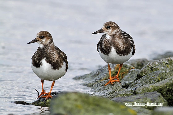Steinwälzer - Copyright Stefan Pfützke