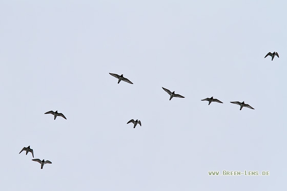 Steinwälzer - Copyright Stefan Pfützke