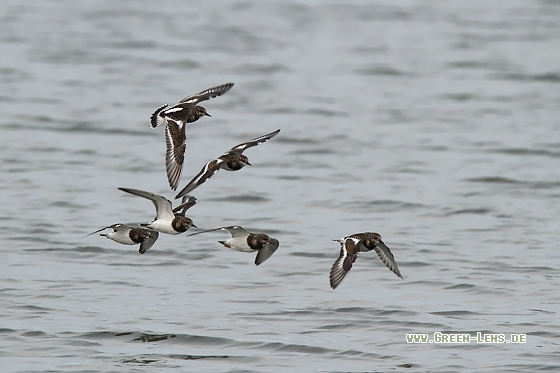 Steinwälzer - Copyright Stefan Pfützke