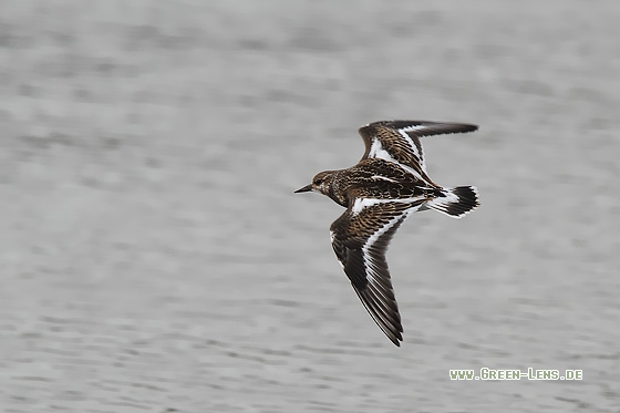 Steinwälzer - Copyright Stefan Pfützke