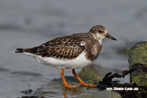 Steinwälzer - Copyright Stefan Pfützke