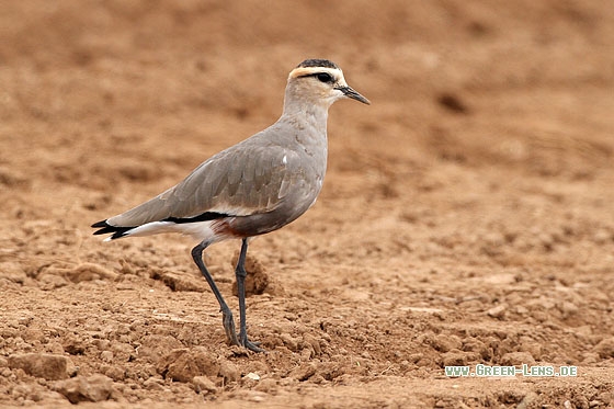Steppenkiebitz - Copyright Stefan Pfützke