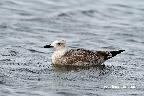 Steppenmöwe - Copyright Stefan Pfützke