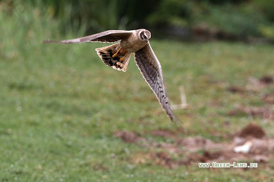Steppenweihe - Copyright Stefan Pfützke