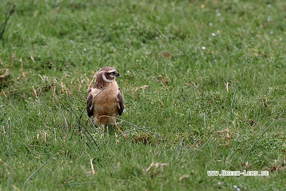 Steppenweihe - Copyright Stefan Pfützke