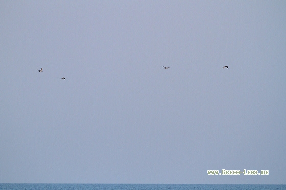 Sterntaucher - Copyright Stefan Pfützke