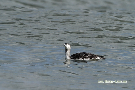 Sterntaucher - Copyright Stefan Pfützke
