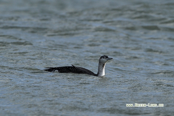 Sterntaucher - Copyright Stefan Pfützke