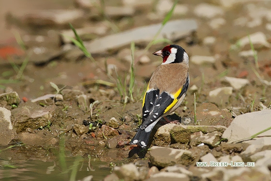Stieglitz - Copyright Stefan Pfützke