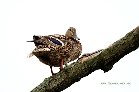 Stockente - Copyright Stefan Pfützke