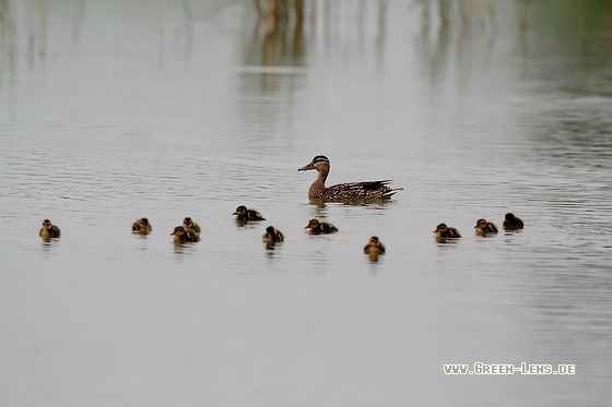 Stockente - Copyright Stefan Pfützke