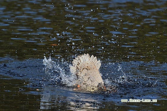 Stockente - Copyright Stefan Pfützke