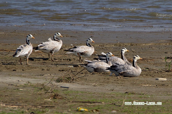 Streifengans - Copyright Stefan Pfützke