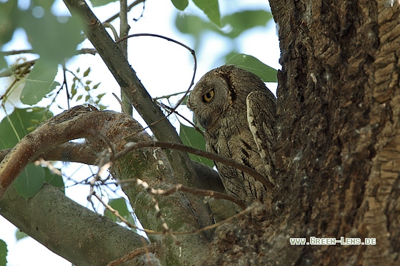 Streifenohreule - Copyright Stefan Pfützke