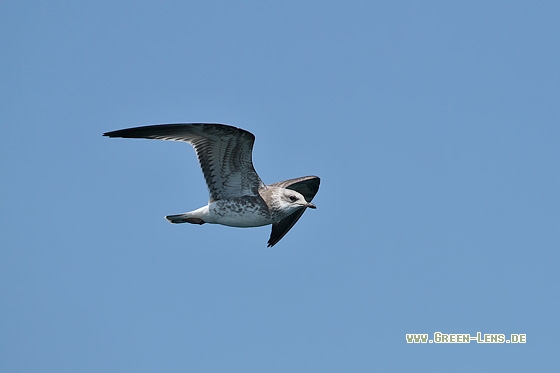 Sturmmöwe - Copyright Stefan Pfützke