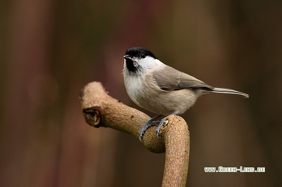 Sumpfmeise - Copyright Stefan Pfützke