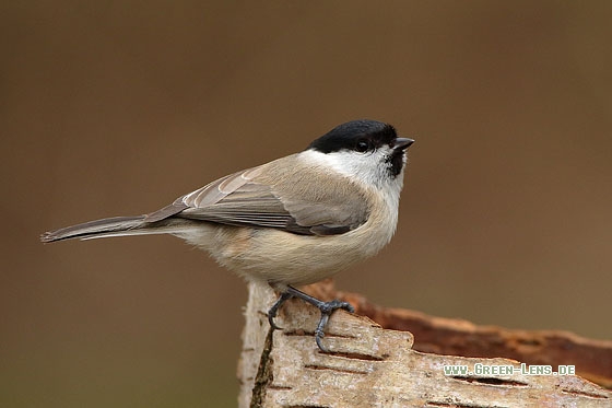 Sumpfmeise - Copyright Stefan Pfützke