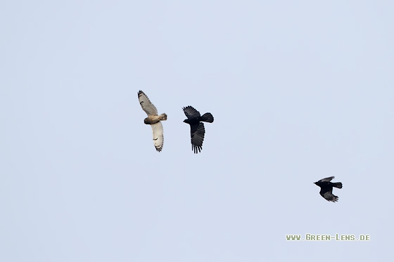 Sumpfohreule - Copyright Stefan Pfützke