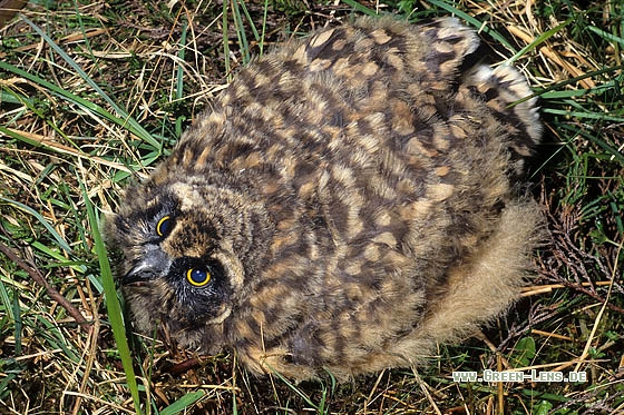 Sumpfohreule - Copyright Stefan Pfützke