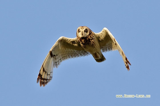 Sumpfohreule - Copyright Stefan Pfützke