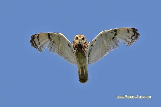 Sumpfohreule - Copyright Stefan Pfützke