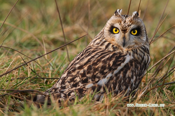 Sumpfohreule - Copyright Stefan Pfützke