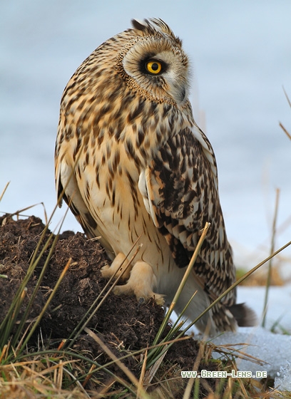 Sumpfohreule - Copyright Stefan Pfützke