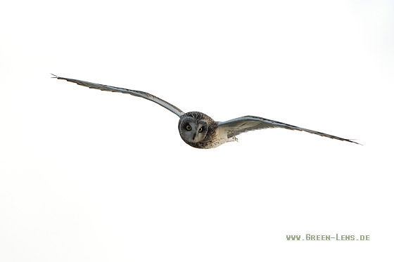 Sumpfohreule - Copyright Stefan Pfützke