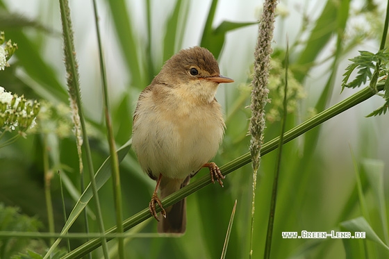 Sumpfrohrsänger - Copyright Stefan Pfützke